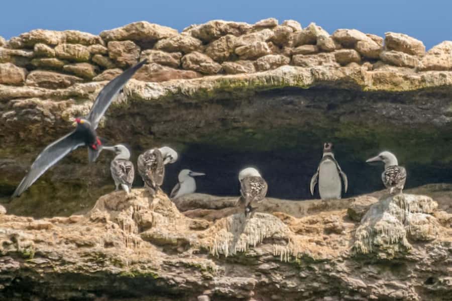 Paracas: Ballestas Islands Morning Boat Tour - Setting out from Muelle El Chaco