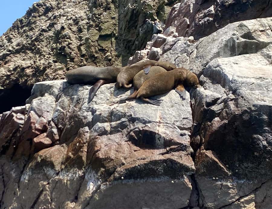 Paracas: Ballestas Islands Morning Boat Tour - Wildlife around the Ballestas Islands