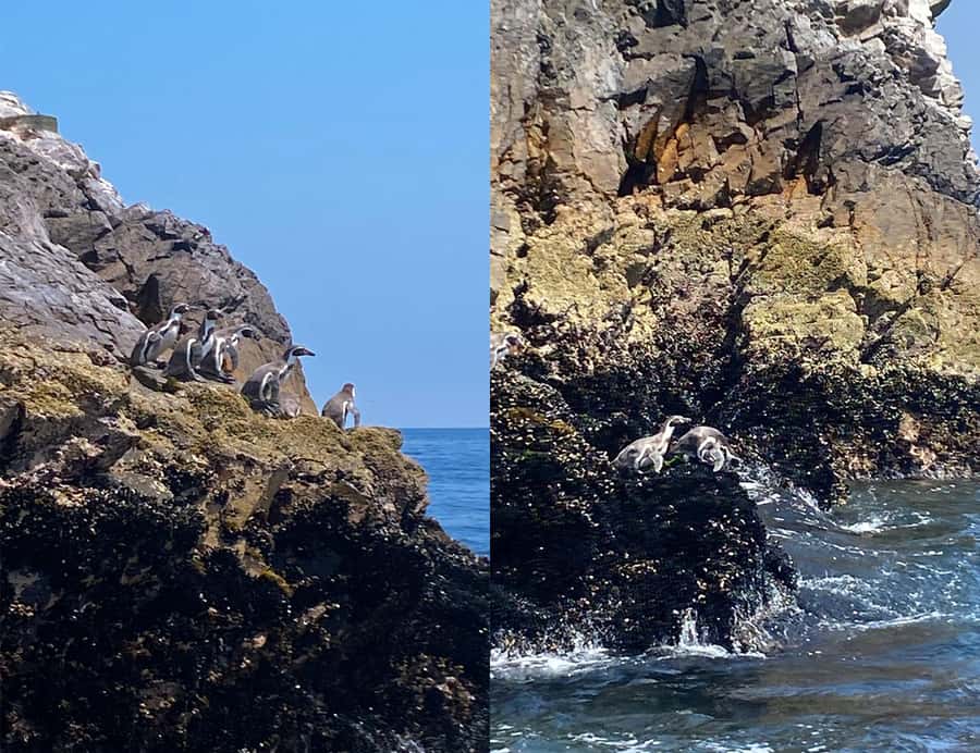 Paracas: Ballestas Islands Morning Boat Tour - Is $17 good value?