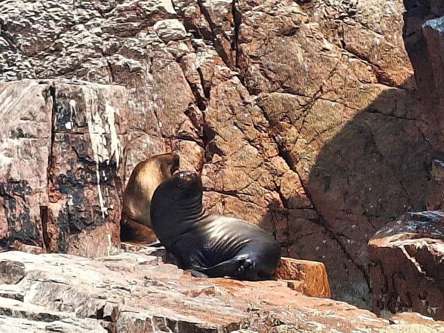 Paracas: Tours to Ballestas Islands by Speed Boat - Why the Ballestas Islands trip is worth your morning