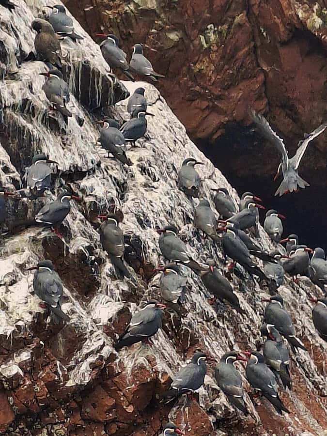 Paracas: Tours to Ballestas Islands by Speed Boat - What the boat setup means for comfort and safety