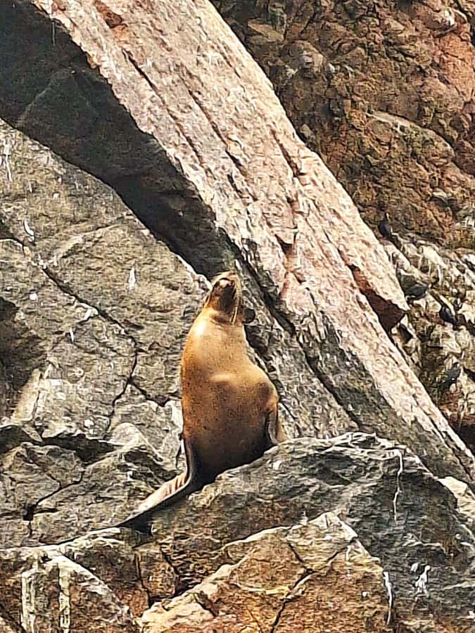 Paracas: Tours to Ballestas Islands by Speed Boat - How the $20 price holds up