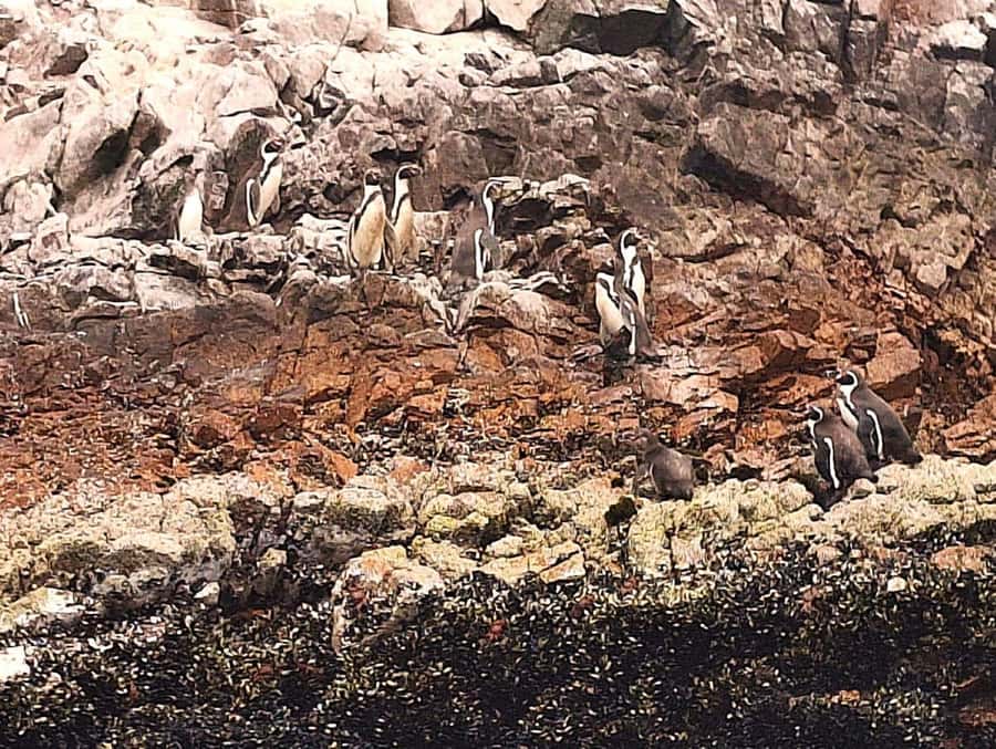 Paracas: Tours to Ballestas Islands by Speed Boat - Practical tips for a better morning on the water