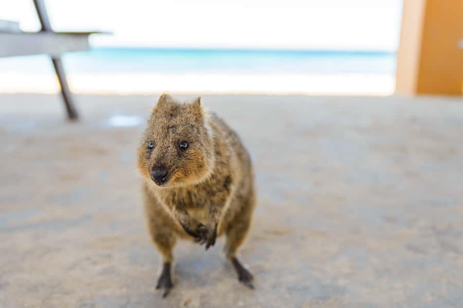 Perth: Rottnest Island Ferry, Bike, Coffee & Lobster Roll - The ferry crossing sets the pace