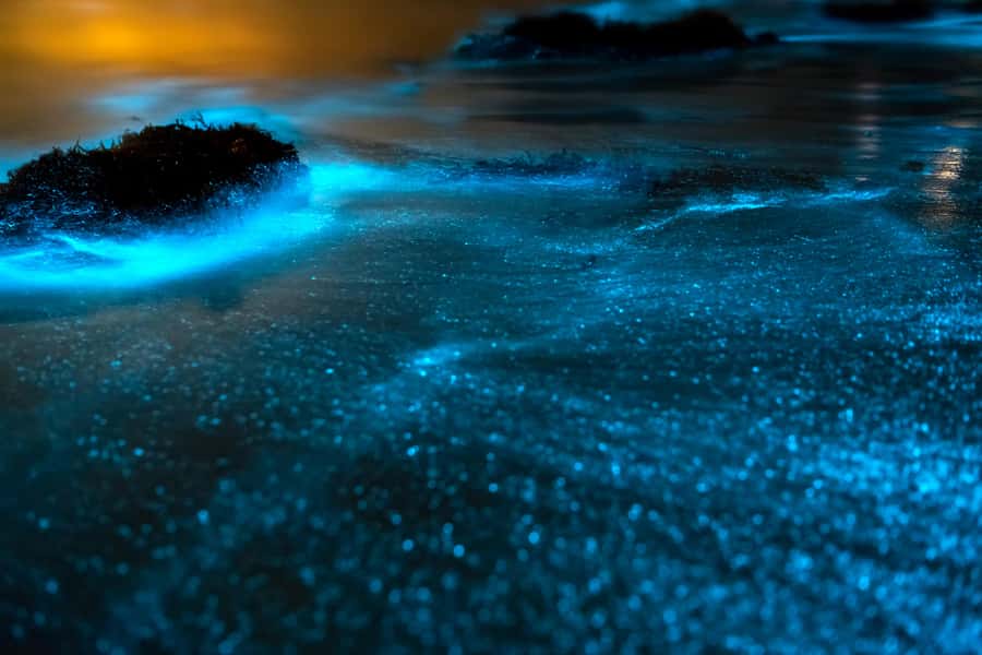 Phi Phi & 4 Islands Sunset tour + Bioluminescent Planktons - From Krabi to Maya Bay by speedboat