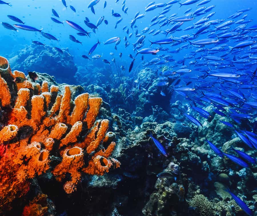 Phi Phi & 4 Islands sunset tour plus bioluminescent plankton - What this Krabi boat tour is really trying to do