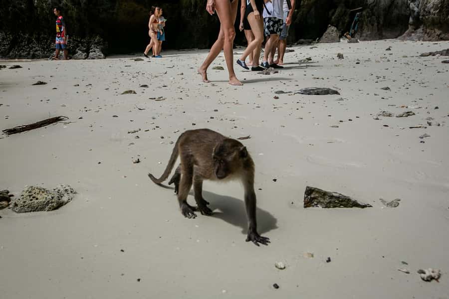 Phi Phi: 7 Islands Speed Boat Tour with Sunset and Plankton - Monkey Beach and Viking Cave