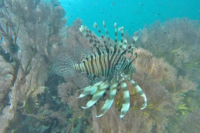 Phi Phi Early Bird & 4 Islands - Day Tour by Speedboat From Krabi - Pileh Bay, Viking Cave, and Monkey Beach