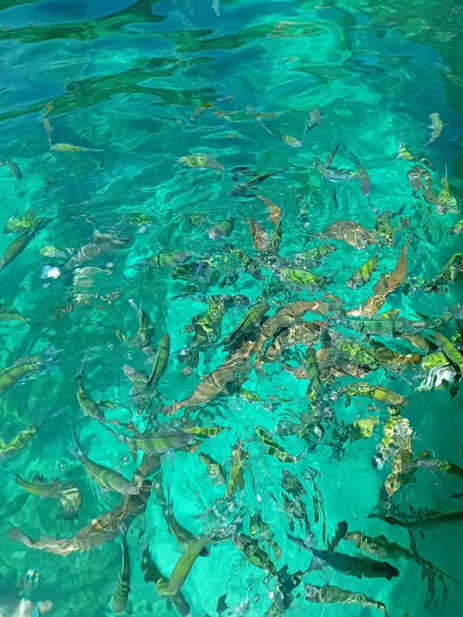 Phi Phi Islands: Private Longtail Boat 6-hour Trip - Should you book the private Phi Phi boat?