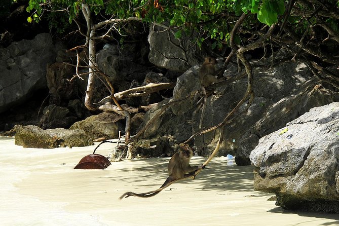 Phi Phi & Maya Bay Speedboat: All-Day Food & Choice of 3 Marinas - Monkey Beach is short but memorable