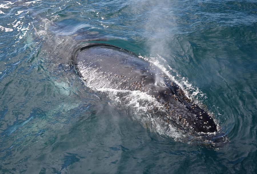 Philip Island: Dolphin and Whale Cruise - Should you book the Phillip Island Dolphin and Whale Cruise?