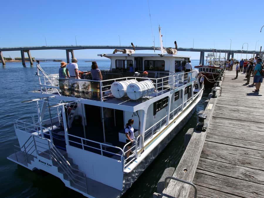 Philip Island: Dolphin and Whale Cruise - Why the winter whale route matters