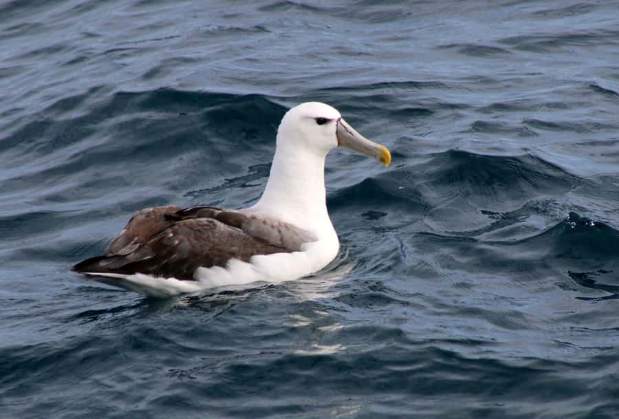 Philip Island: Dolphin and Whale Cruise - The wildlife search: whales, dolphins, seals, and birds