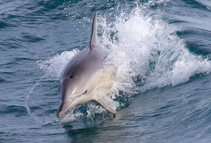 Philip Island: Dolphin and Whale Cruise - Leaving Cape Woolamai behind