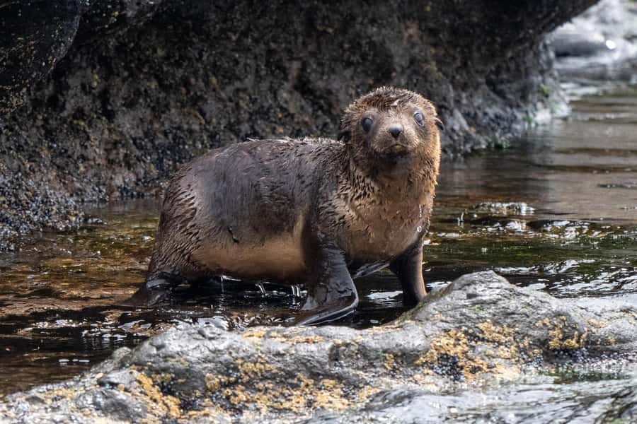 Philip Island: Seal Watching Cruise - Commentary That Adds Meaning to the View