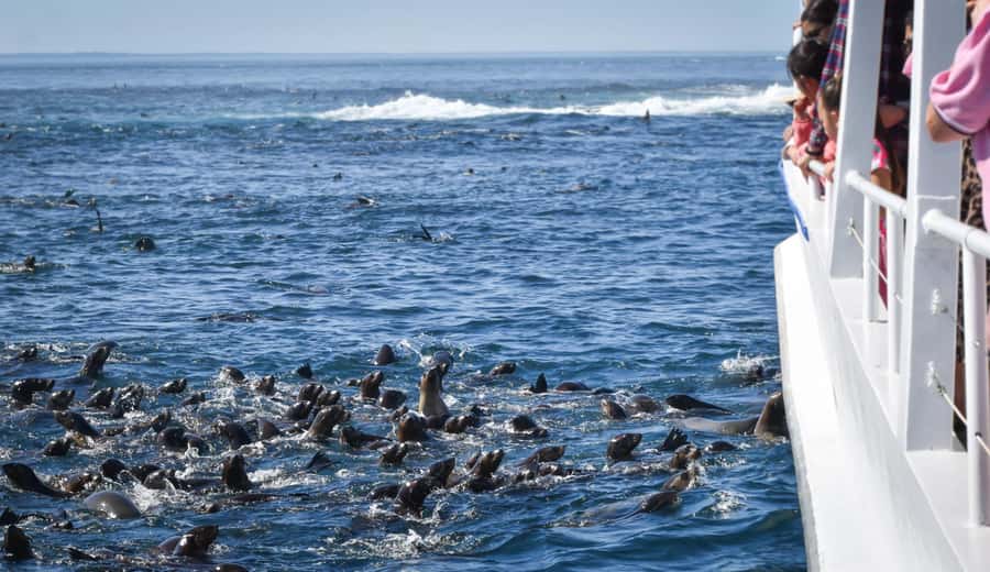 Philip Island: Seal Watching Cruise - Tea, Coffee, Cake, and the Practical Comforts