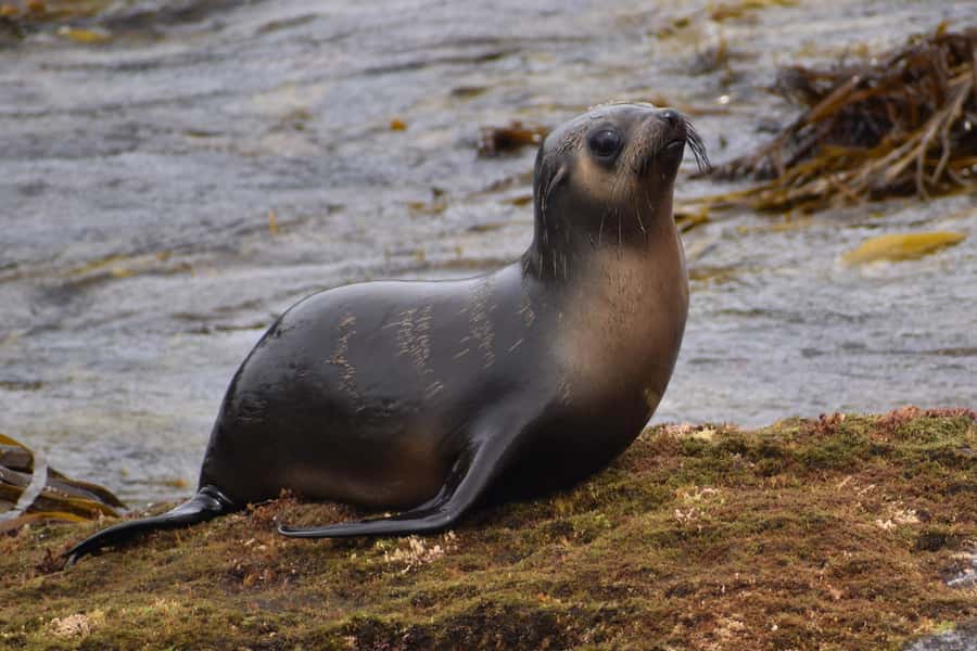 Philip Island: Seal Watching Cruise - How the Two Hours Feel