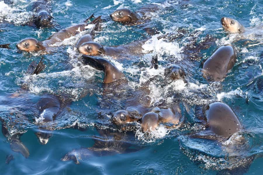 Philip Island: Seal Watching Cruise - Wildlife Beyond the Seals