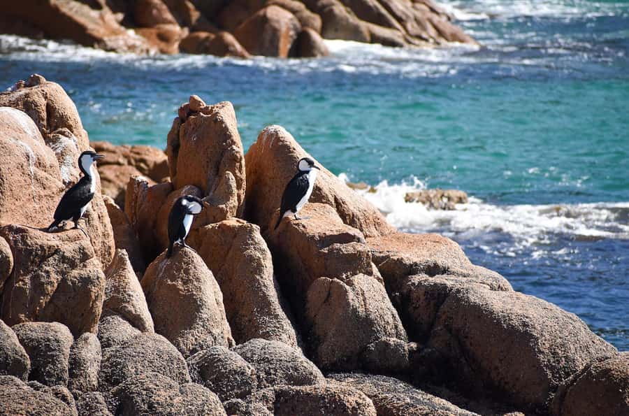 Phillip Island: 1-Hour Cape Woolamai Scenic Cruise - Birdlife, seals, dolphins, and lucky sightings