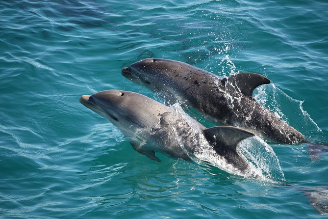 Phillip Island Sunset Cruise - Is $56.66 a fair price?