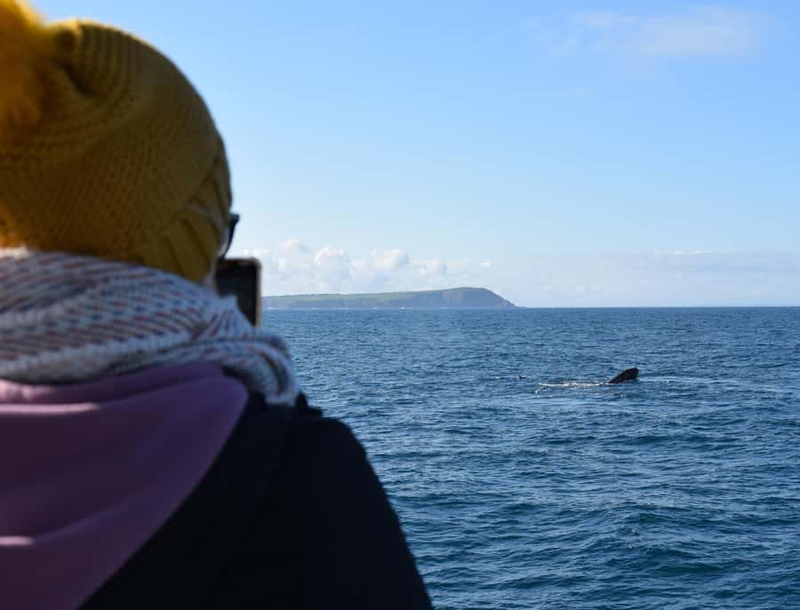 Phillip Island: Whale Watching Boat Tour - Seal Rocks and Phillip Island’s Coastal Views
