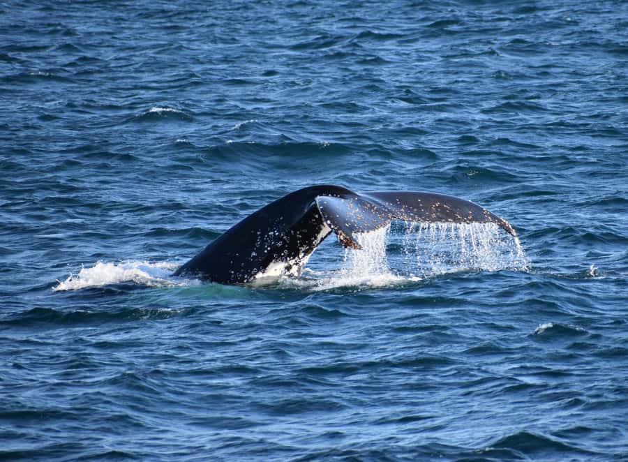 Phillip Island: Whale Watching Boat Tour - What the Four Hours Feel Like