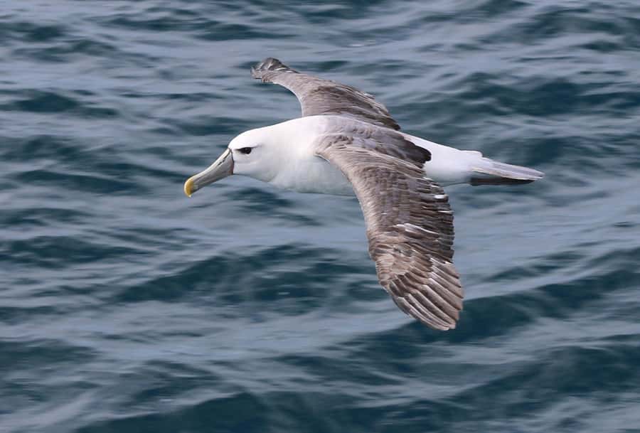 Phillip Island: Whale Watching Boat Tour - Who Will Enjoy This Phillip Island Cruise?