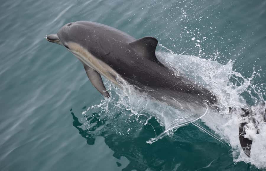 Phillip Island: Whale Watching Boat Tour - FAQ