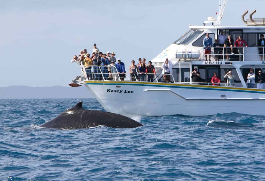 Phillip Island: Whale Watching Boat Tour - Dolphins, Blows, and Other Signs on the Water