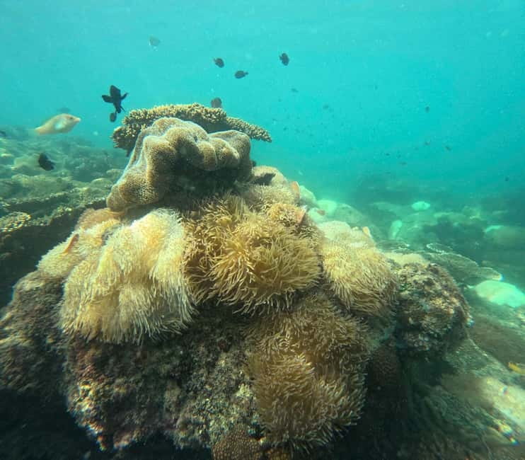 Phu Quoc: Snorkeling and Island Hopping by Speedboat & Lunch - Lunch around Mong Tay or May Rut Trong