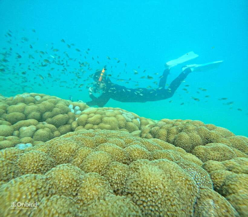 Phu Quoc: Speed Boat Tour 4 Islands - 2 Reefs Snorkeling - The shallow-water lesson before the reefs