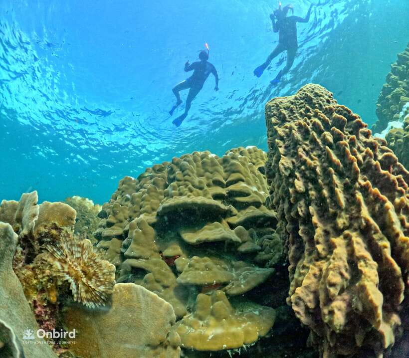Phu Quoc: Speed Boat Tour 4 Islands - 2 Reefs Snorkeling - Should you book the OnBird Phu Quoc trip?