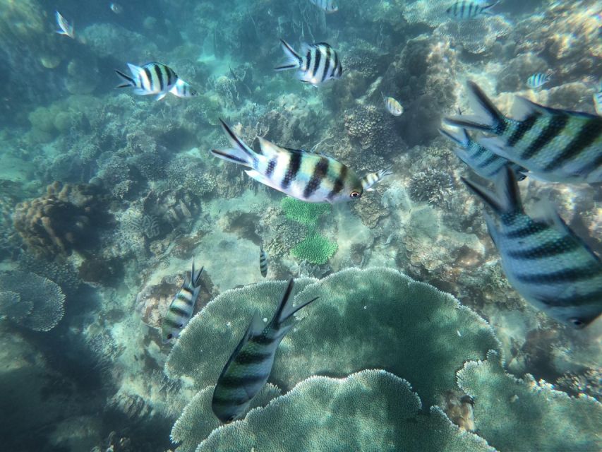 Phu Quoc: Speedboat Tour of 4 Islands with Snorkeling & BBQ - Fingernail Island: fruit, drinks, and a final beach stop