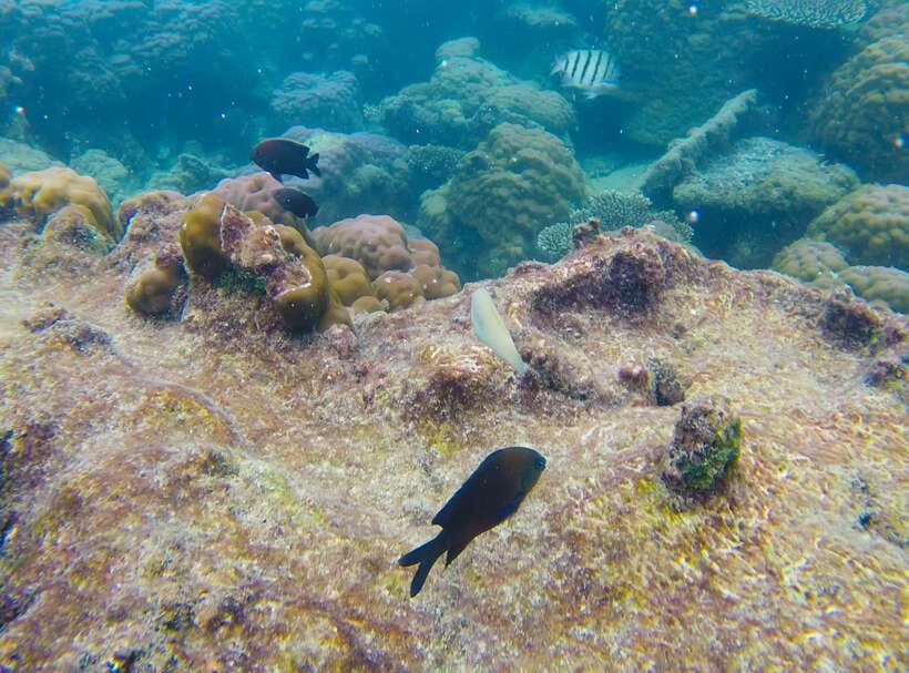 Phu Quoc Speedboat Trip: 3 Islands By Speedboat - Weather, coral, and sensible expectations