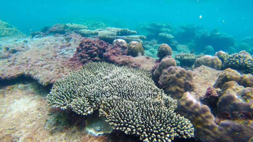 Phu Quoc Speedboat Trip: 3 Islands By Speedboat - Gam Ghi Island gives you a second chance