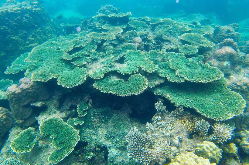 Phu Quoc Speedboat Trip: 3 Islands By Speedboat - The optional Hon Thom seawalker
