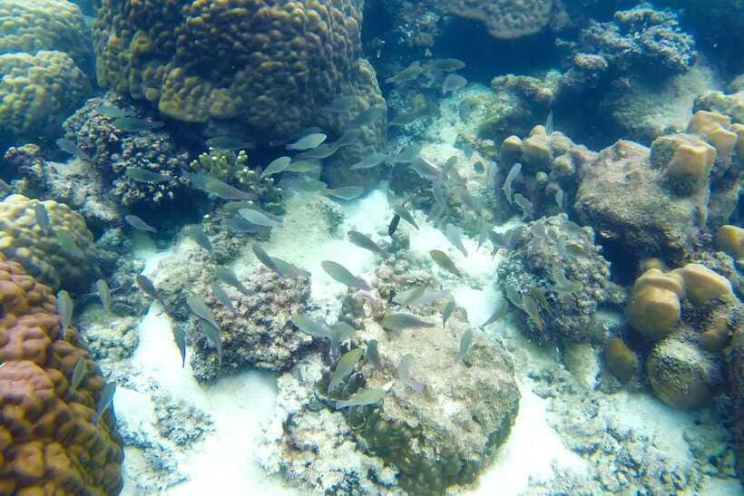 PHU QUOC TRIP 2: 2 ISLANDS BY BOAT - May Rut Island and the busy final stop