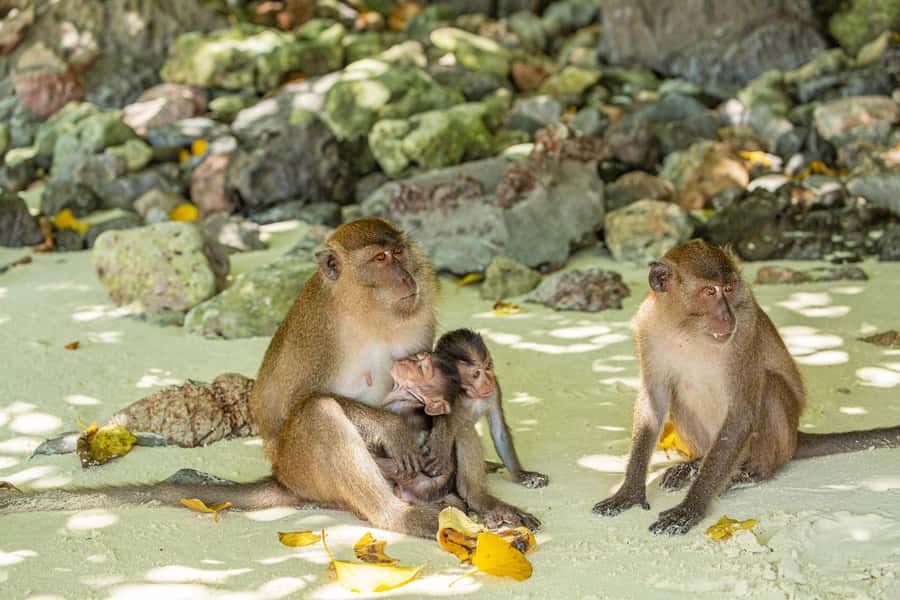 Phuket: Bamboo Island and Phi Phi Islands by Fast Catamaran - Lunch on Phi Phi Don is filling but busy