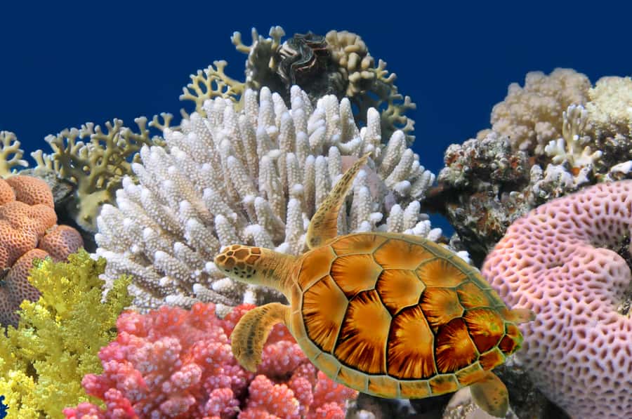 Phuket: Coral Island Longtail Boat Cruise with Snorkeling - Banana Beach gives you an hour to slow down