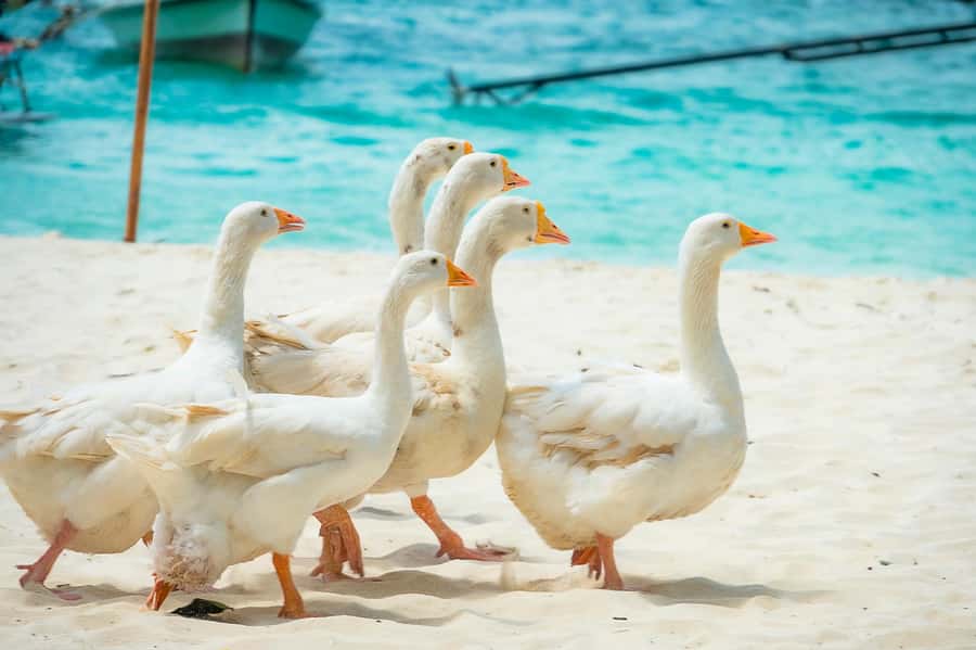 Phuket: Coral, Racha, Promthep Island Catamaran Trip & Lunch - Key points to know before you book