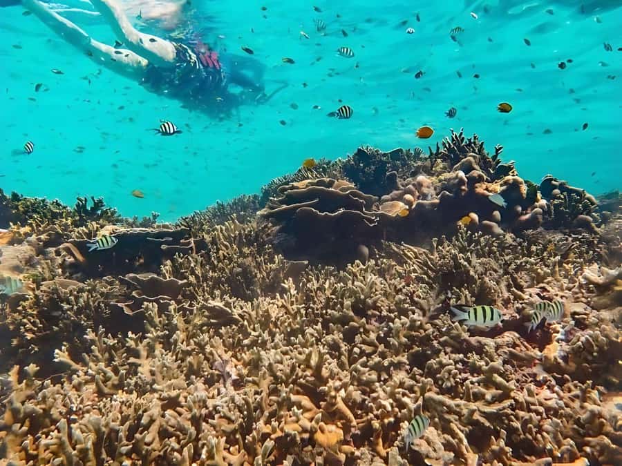 Phuket/Khao Lak: Similan Islands by Speedboat - Koh Bangu and a second chance in the water