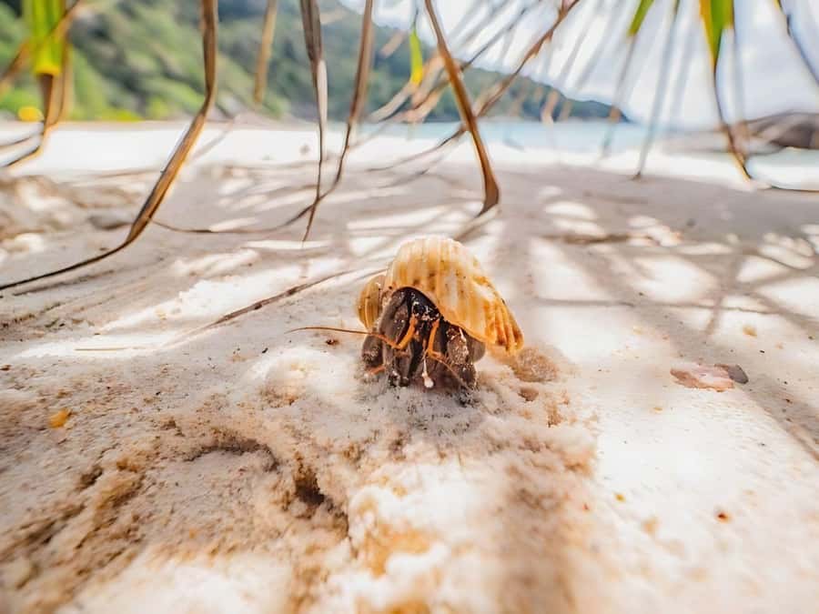 Phuket/Khao Lak: Similan Islands by Speedboat - What the $96 price really covers