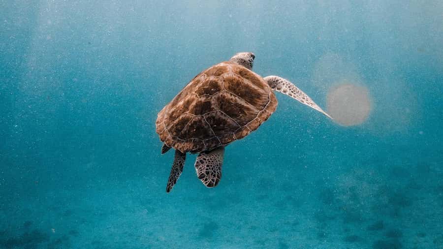 Phuket/Khao Lak: Similan Islands Luxury Catamaran Experience - Island 7 and Island 9: scenery between the swims