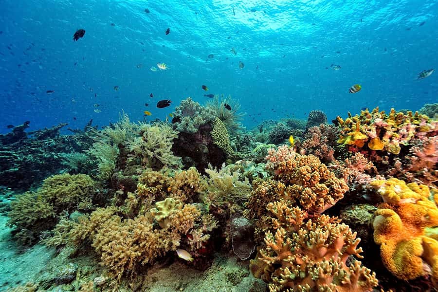 Phuket/Khao Lak: Similan Islands Speedboat Tour with Lunch - Who Should Book This Similan Islands Tour?