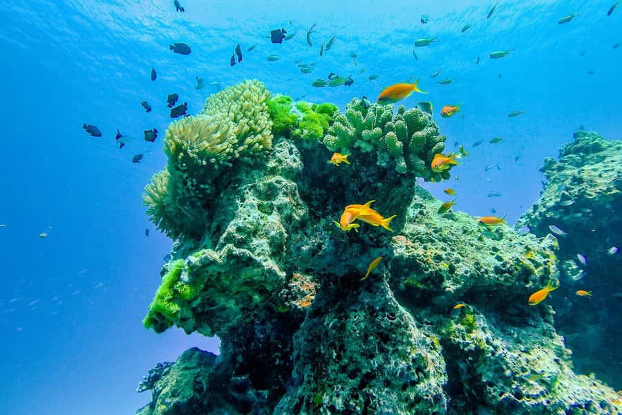 Phuket/Khao Lak: Speedboat Snorkel Tour to Similan Islands - Koh Bangu and Breakfast Bend