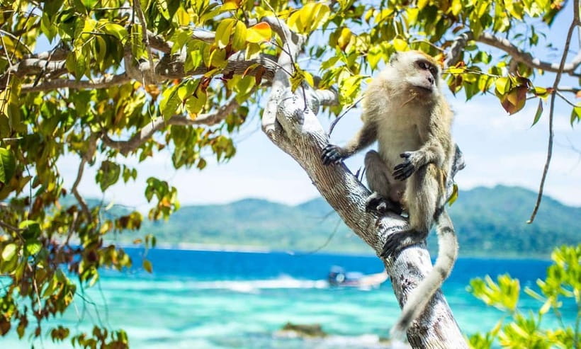 Phuket : Phi Phi Island Trip by Speedboat with Lunch - Clear Kayaking for a Gentler Water Activity
