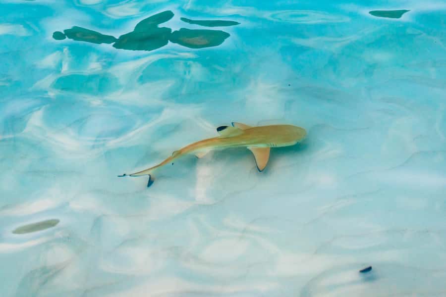 Phuket: Phi Phi Islands Day-Trip by Speed Catamaran - Who should book this trip
