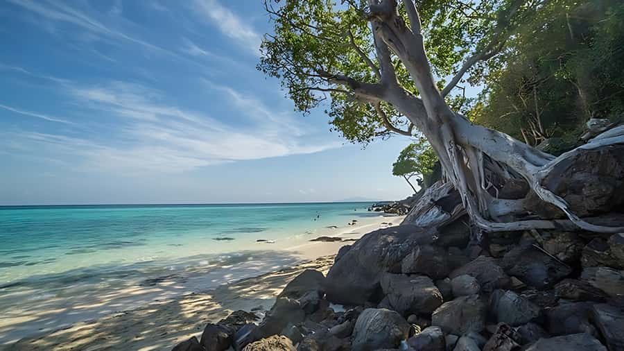 Phuket; Phi Phi, Maya Bay, Bamboo or Khai Island Speedboat - Viking Cave and Loh Samah Bay are quick scenic pauses