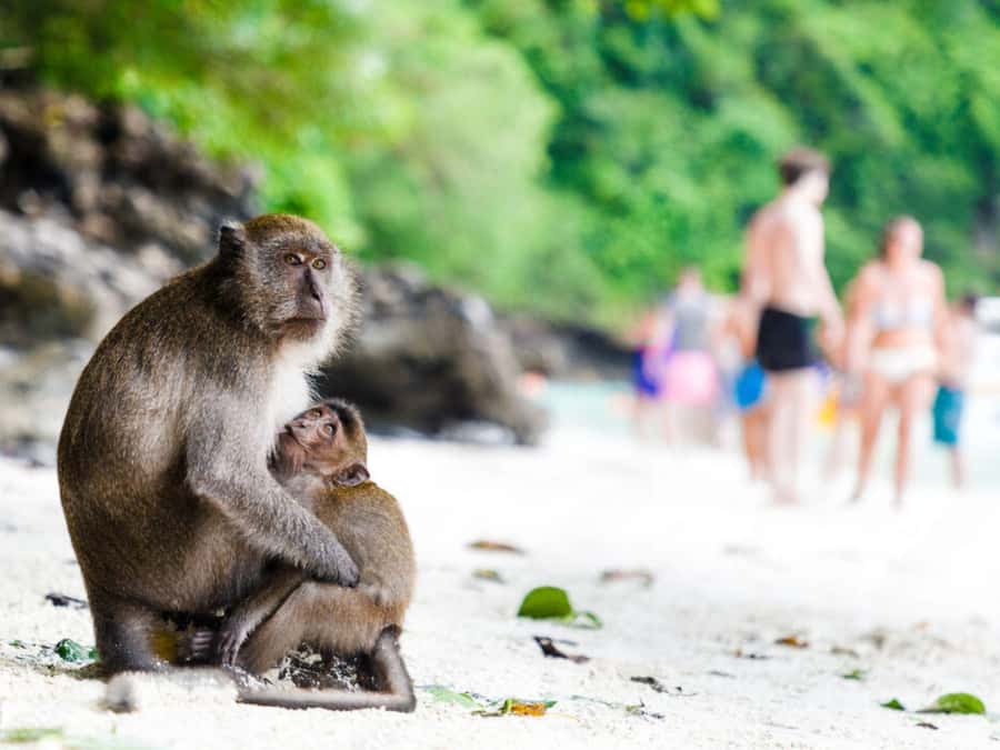 Phuket; Phi Phi, Maya Bay, Bamboo or Khai Island Speedboat - Pileh Cove is the best water stop