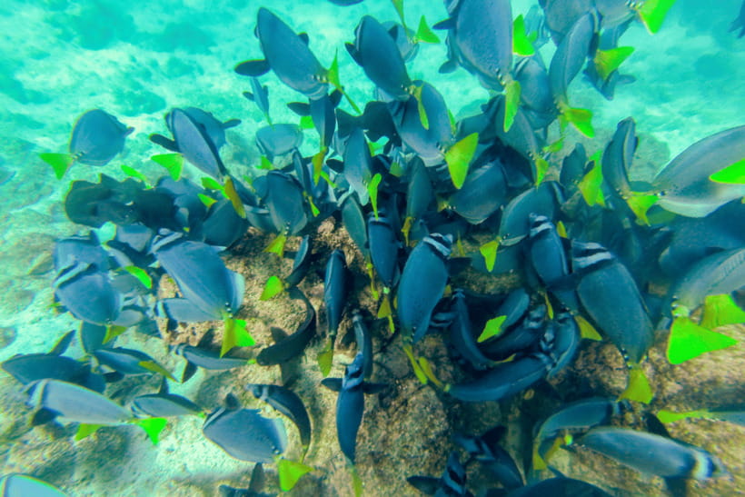 Phuket: Racha and Coral Islands Speedboat Trip with Lunch - The speedboat is exciting, but plan for a lively ride